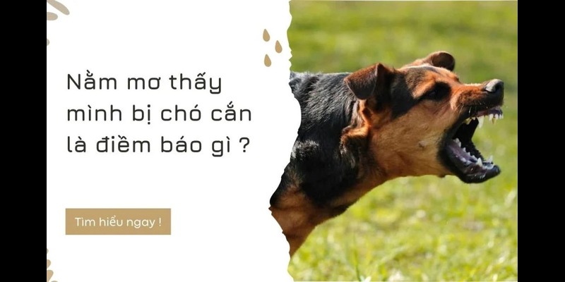 Nằm mơ bị chó cắn vào tay là điềm báo gì? Nằm mơ bị chó cắn vào tay là điềm báo gì?