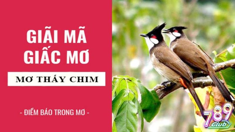 Giải thích những điềm báo từ giấc mơ liên quan đến chim Giải thích những điềm báo từ giấc mơ liên quan đến chim